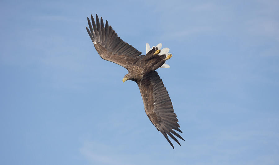 White-Tailed Eagle Against A Blue Sky Photograph by Pete Walkden