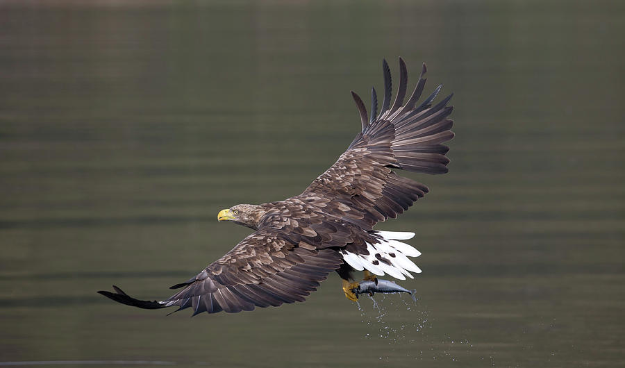 White-Tailed Eagle Against Dark Water Photograph by Pete Walkden