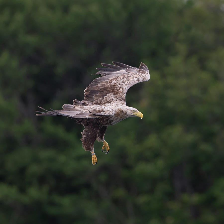 White-Tailed Eagle Against Woodland Photograph by Pete Walkden