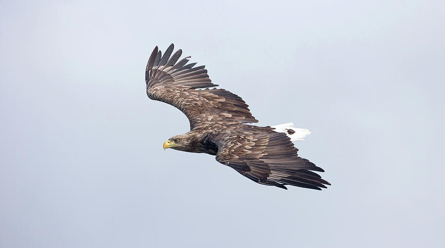 White-Tailed Eagle Approaching Photograph by Pete Walkden