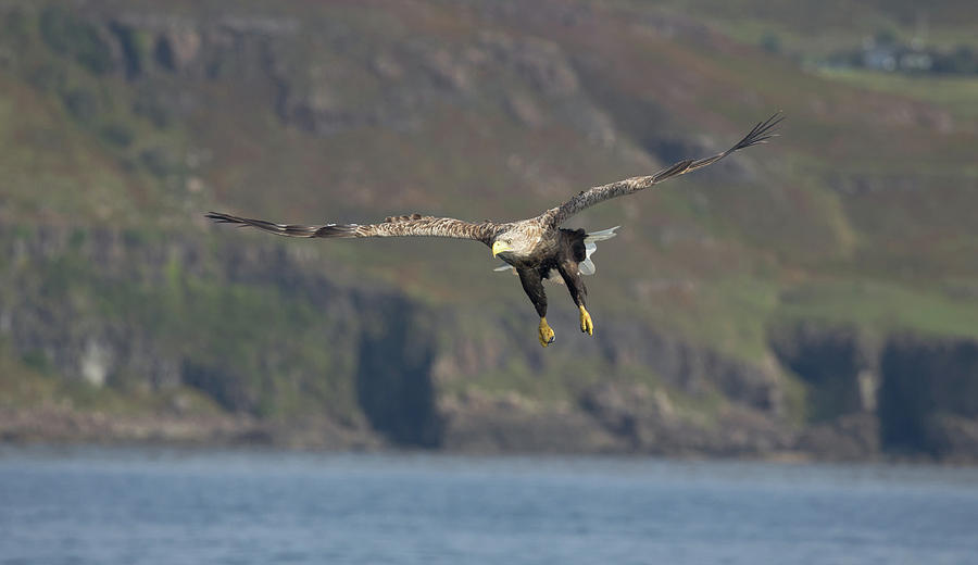 White-Tailed Eagle Coming Down Photograph by Pete Walkden