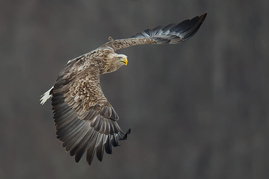 White Tailed Eagle Photograph by C.s. Tjandra