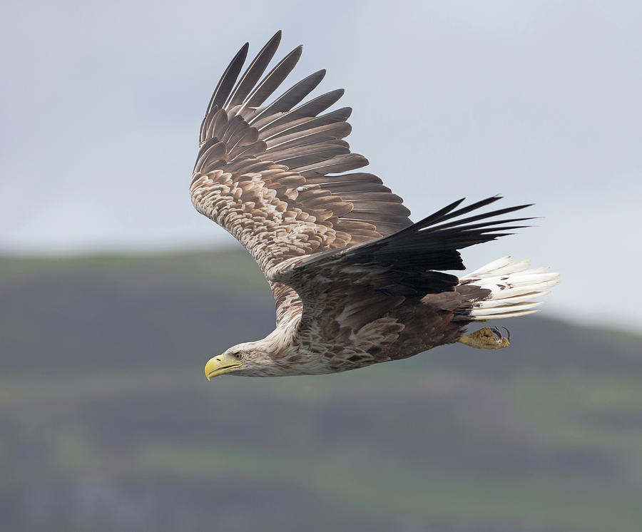 White-Tailed Eagle Descends Photograph by Pete Walkden