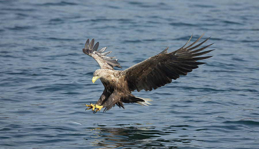 White-Tailed Eagle Fishing Photograph by Pete Walkden