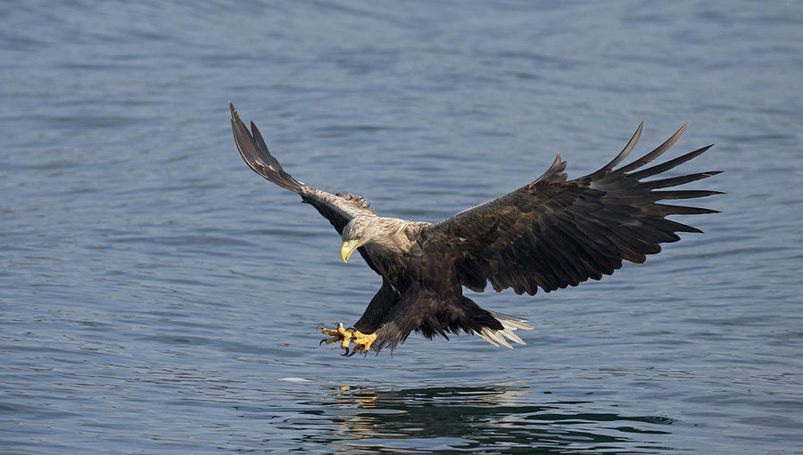 White-Tailed Eagle Hunting Photograph by Pete Walkden