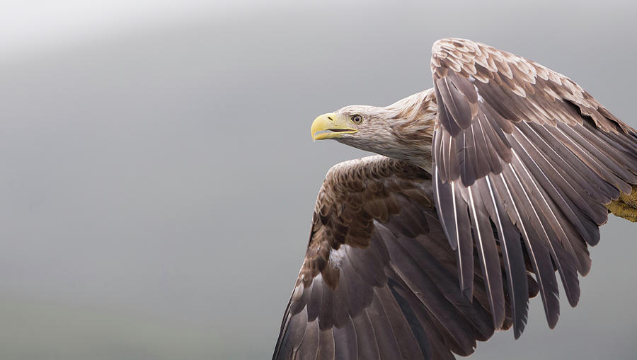 White-Tailed Eagle In Flight Photograph by Pete Walkden