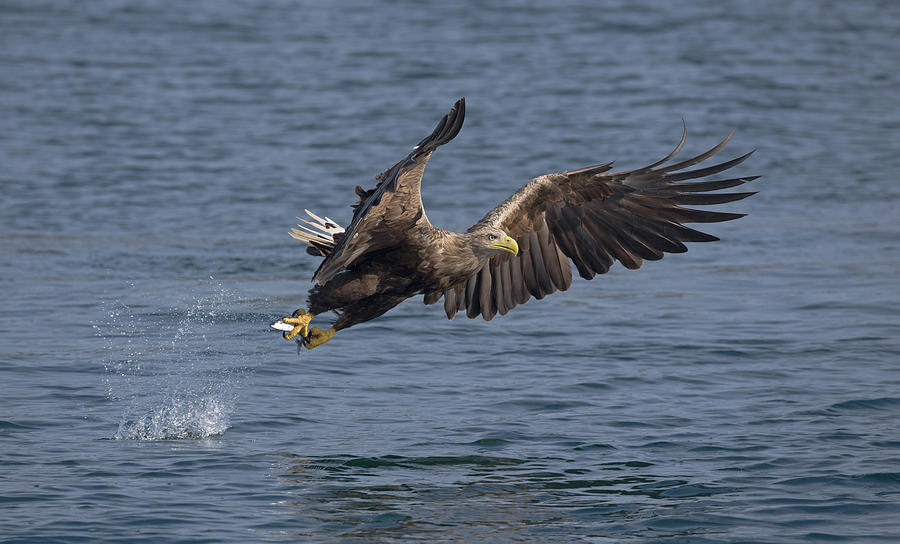 White-Tailed Eagle Making A Splash Photograph by Pete Walkden