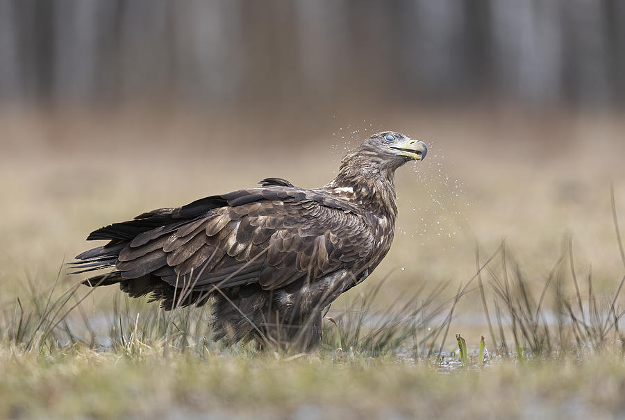 White Tailed Eagle Photograph by Marco Barisone