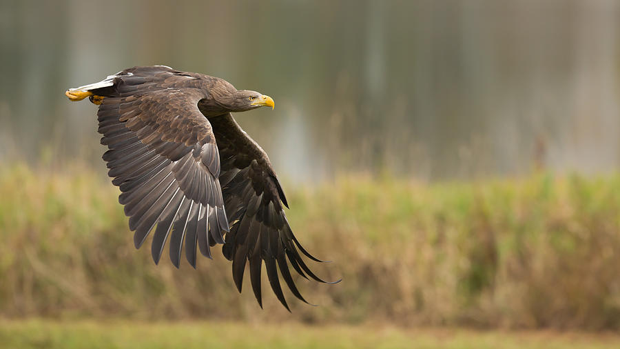 White-tailed Eagle Photograph by Milan Zygmunt