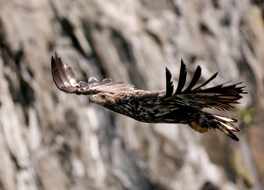 White-tailed Eagle Photograph by Olof Petterson