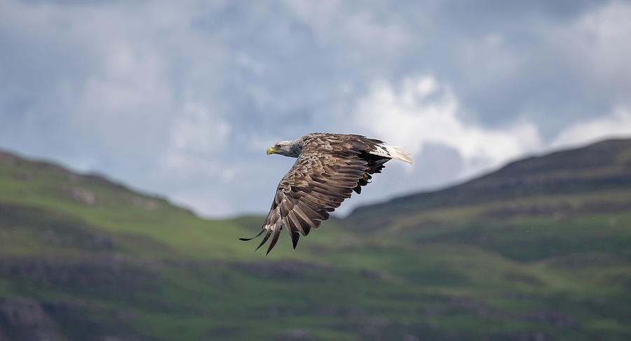 White-Tailed Eagle Over Glen Photograph by Pete Walkden