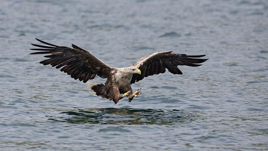 White-Tailed Eagle Over Water Photograph by Pete Walkden