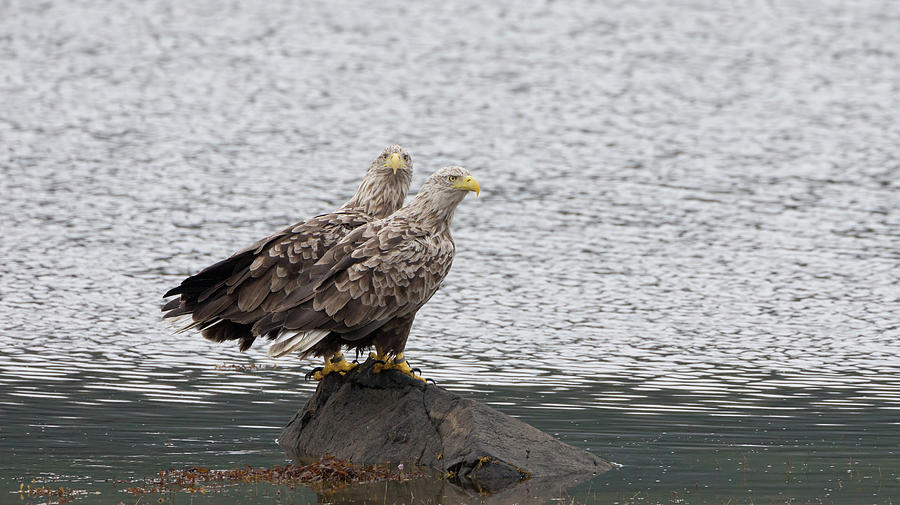 White-Tailed Eagle Pair Photograph by Pete Walkden