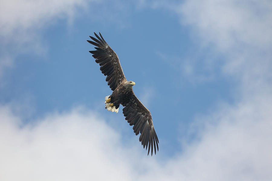 White-Tailed Eagle Parting The Clouds Photograph by Pete Walkden
