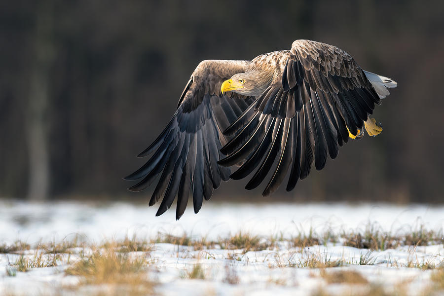 White-tailed Eagle Photograph by Piotr Wrobel
