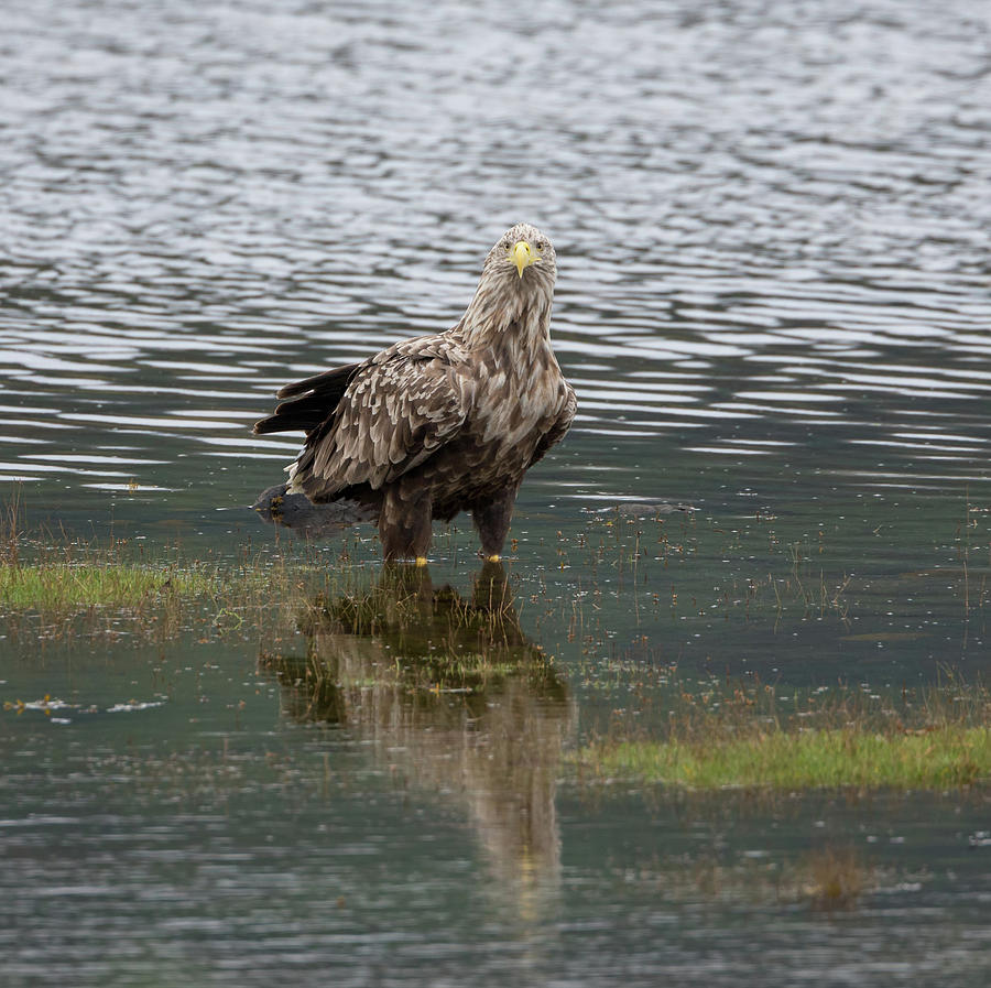 White-Tailed Eagle Reflects Photograph by Pete Walkden