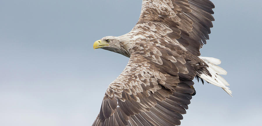 White-Tailed Eagle Side On Photograph by Pete Walkden