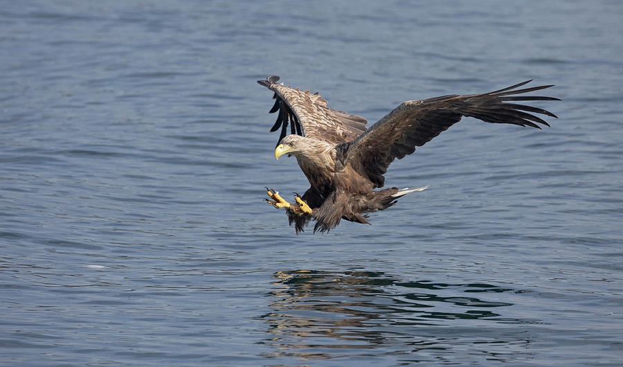White-Tailed Eagle Taking A Fish Photograph by Pete Walkden