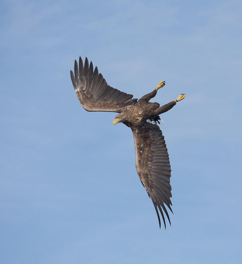 White-Tailed Eagle Turns Photograph by Pete Walkden