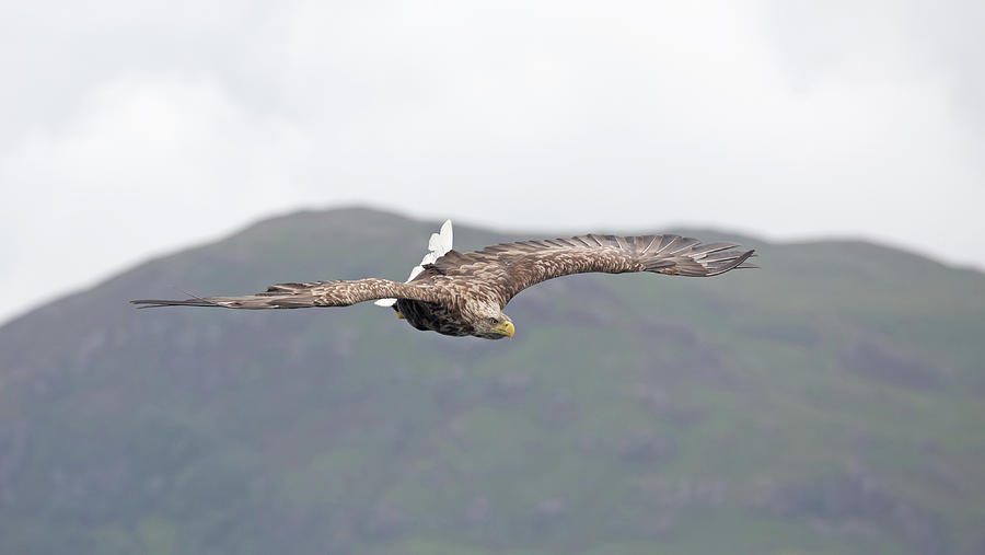 White-Tailed Eagle Twisting Tail Photograph by Pete Walkden