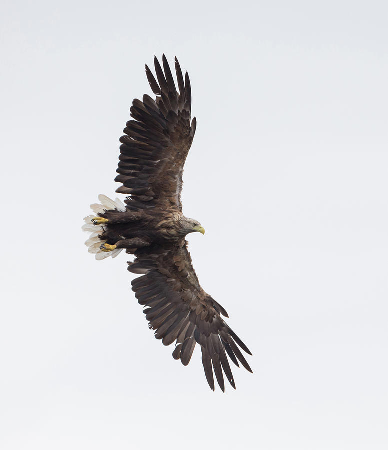 White-Tailed Eagle Wingspan Photograph by Pete Walkden
