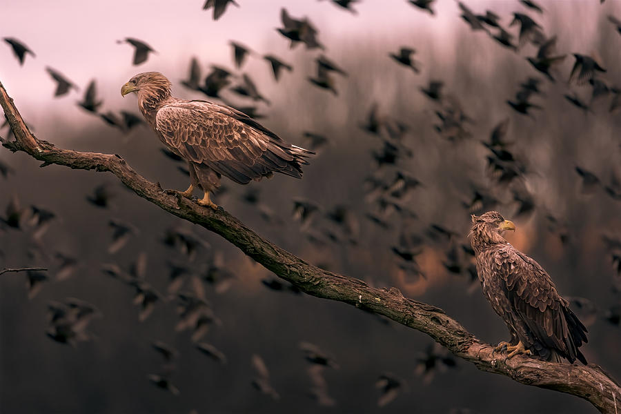 Wildlife Photograph - White Tailed Eagles by Gennaro Di Noto