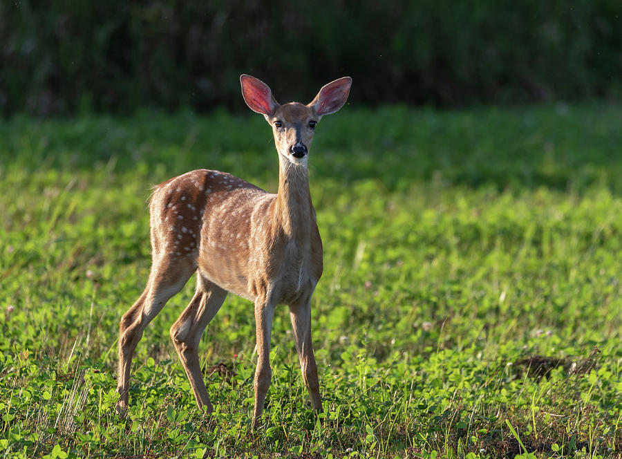 Deer Photograph - White-tailed Fawn 2018-1 by Thomas Young
