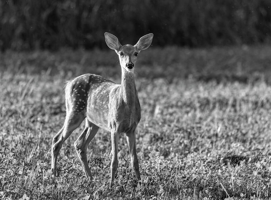 White-tailed Fawn 2018-2 Photograph by Thomas Young