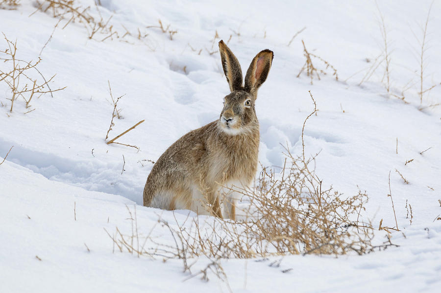 White Tailed Jackrabbit in the Snow Photograph by Tony Hake