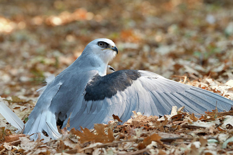 White Tailed Kite captures prey Photograph by Sheila Fitzgerald - Fine ...