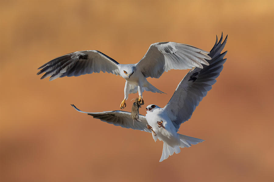 White-tailed Kites Aerial Food Exchange Photograph by Dan Wu