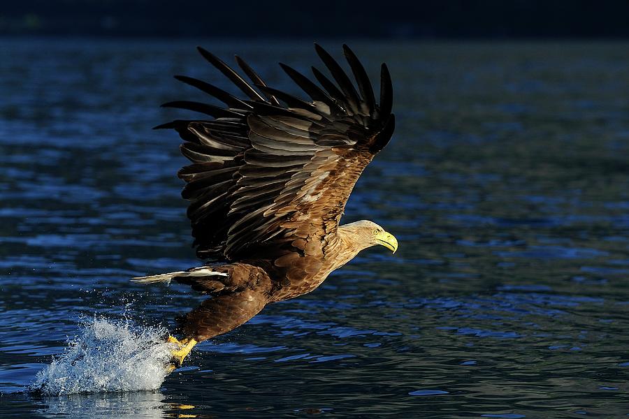 White Tailed Sea Eagle, Norway Digital Art by Manfred Delpho