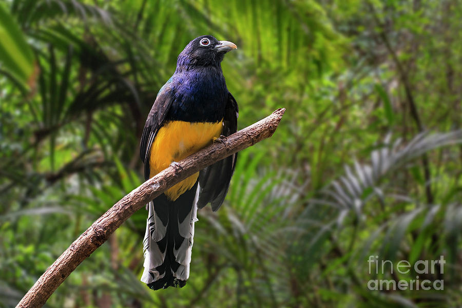 White-tailed Trogon Photograph by Arterra Picture Library