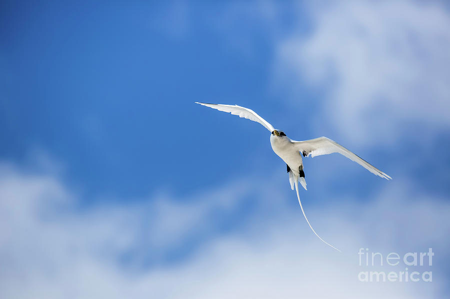 White-tailed tropicbird b2 Photograph by Eyal Bartov