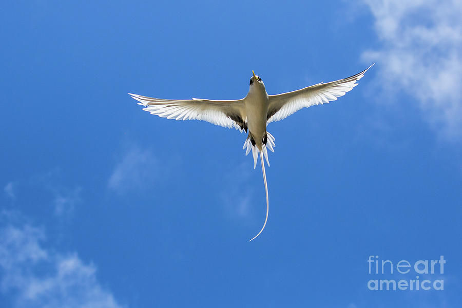 White-tailed tropicbird b3 Photograph by Eyal Bartov