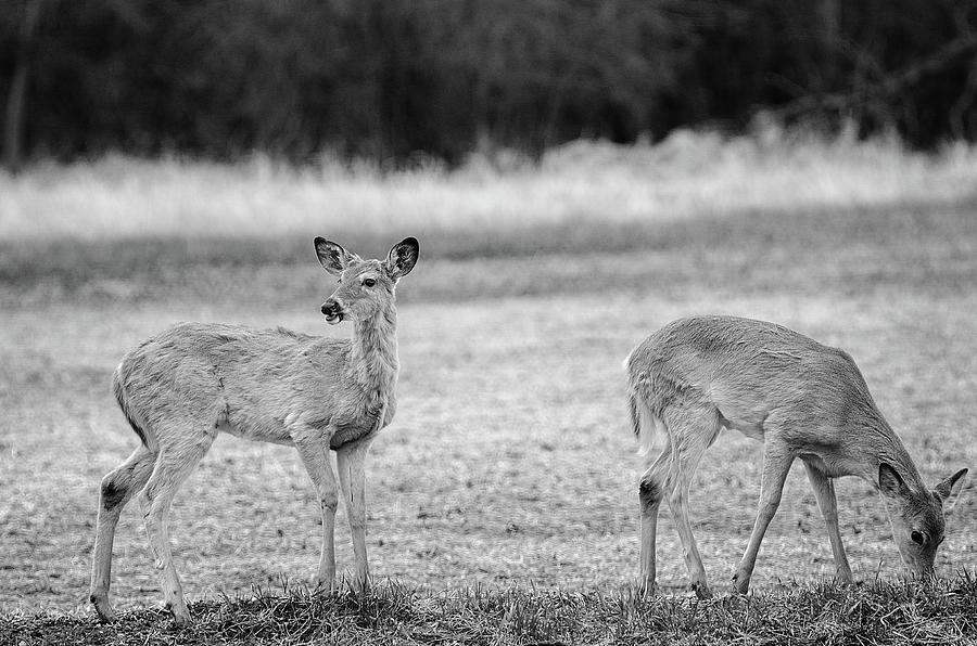 White Tails   Black And White Photograph