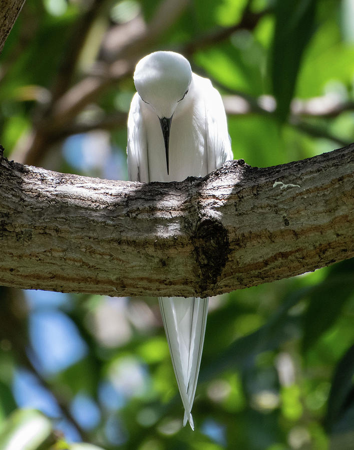 White Tern in Prayer Photograph by Mary Catherine Miguez