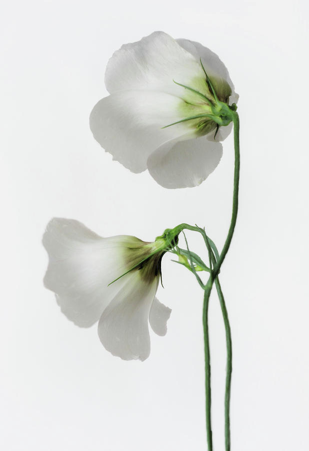White Texas Bluebell From The Back by David and Carol Kelly White Texas Bluebell From The Back by David and Carol Kelly
