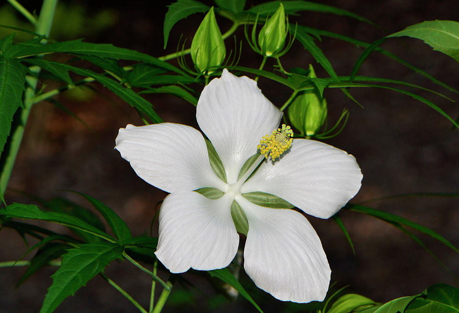 White Texas Star Hibiscus 004 Photograph By George Bostian Pixels   White Texas Star Hibiscus 004 George Bostian 