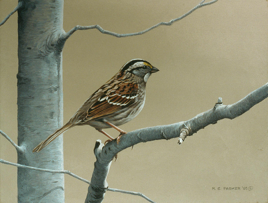 White Throat Sparrow Painting by Ron Parker