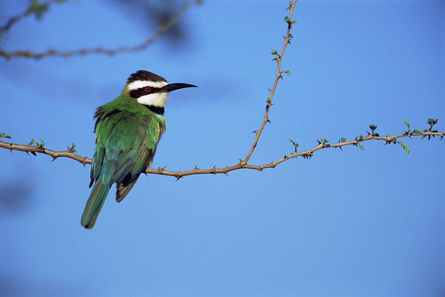 White-throated Bee-eater Merops Photograph by James Warwick