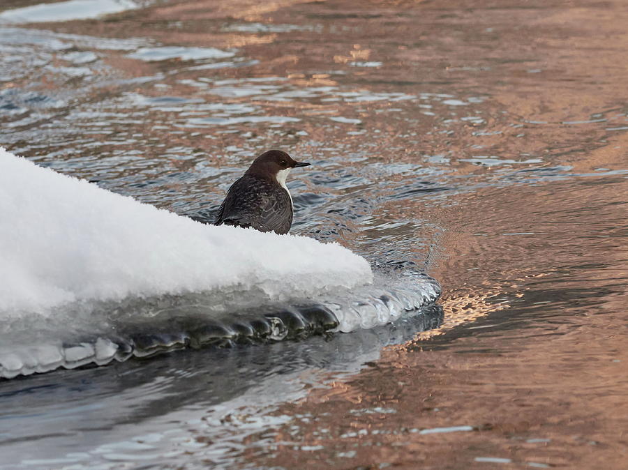 White-throated dipper and a copper river Photograph by Jouko Lehto