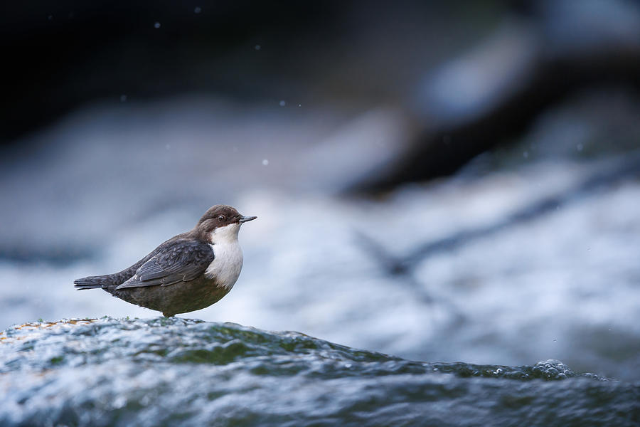 White-throated Dipper In Nyfors Photograph by Magnus Renmyr
