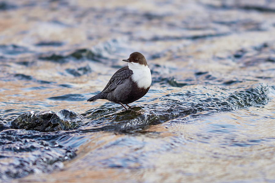 White-throated dipper posing in the stream Photograph by Jouko Lehto