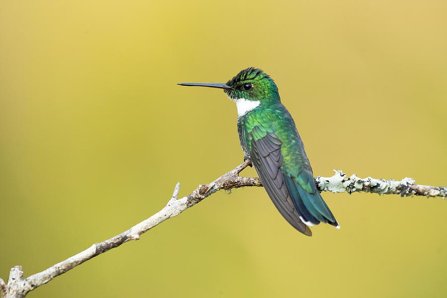 White-throated Hummingbird Photograph by Milan Zygmunt