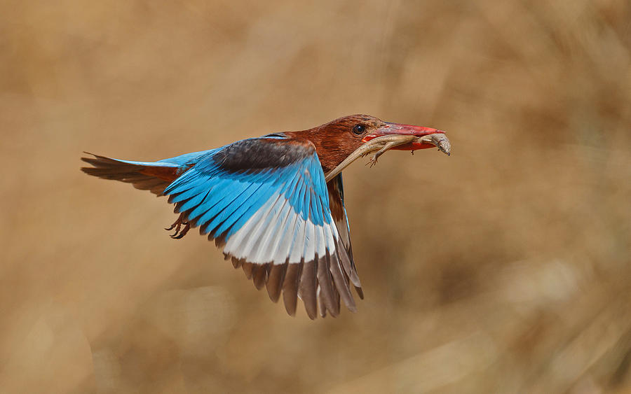 Nature Photograph - White-throated Kingfisher Catch by Assaf Gavra