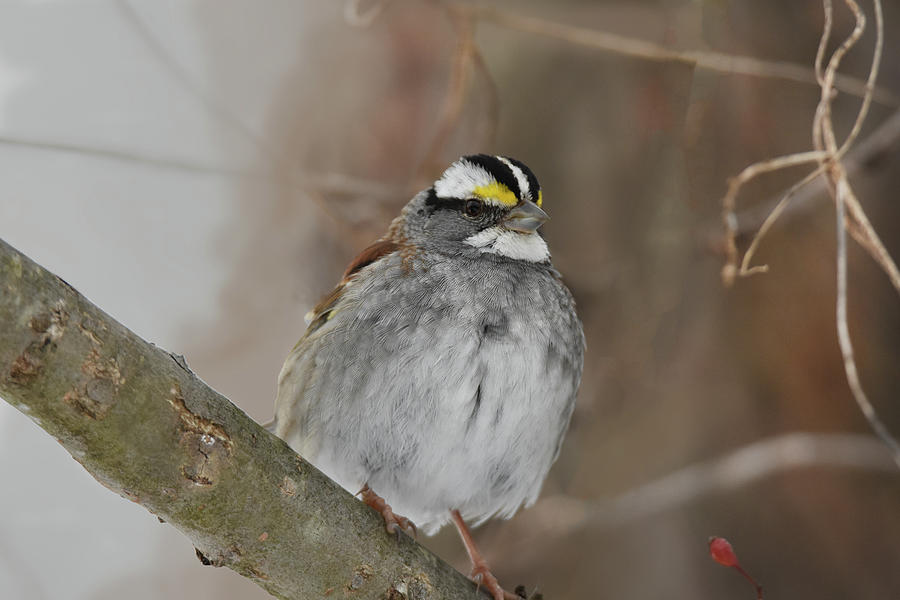 White-throated Sparrow 2 Photograph by Ann Bridges