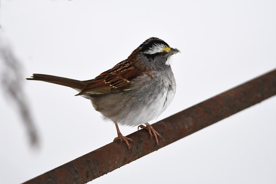 White-throated Sparrow 3 Photograph by Ann Bridges