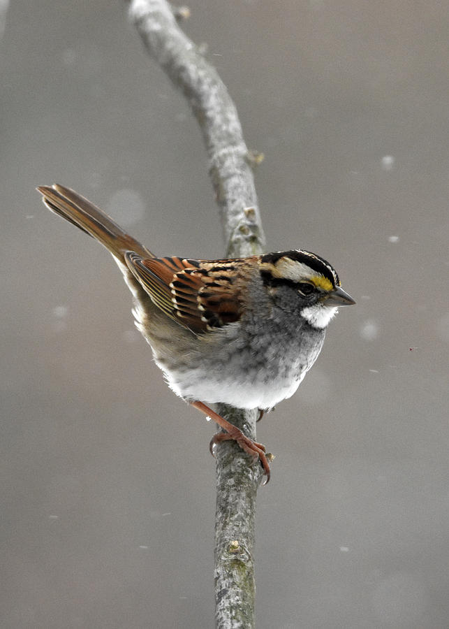White-throated Sparrow 4 Photograph by Ann Bridges