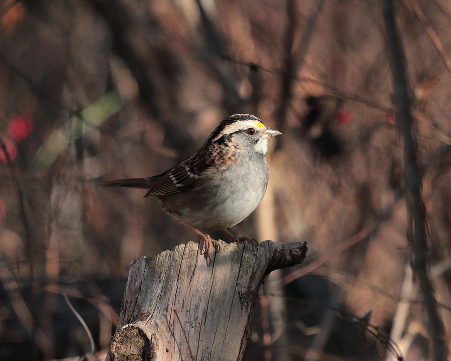 White-throated Sparrow 4386 Photograph by John Moyer